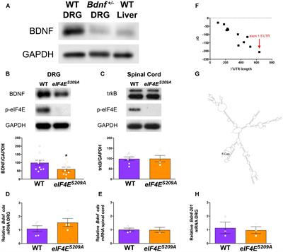 eIF4E Phosphorylation Influences Bdnf mRNA Translation in Mouse Dorsal Root Ganglion Neurons